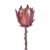 Flor Protea Silvestre Decorativa Plastico Tecido